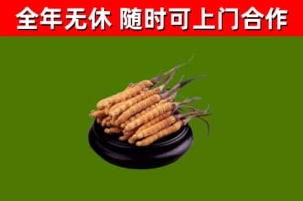 柳林县回收散虫草